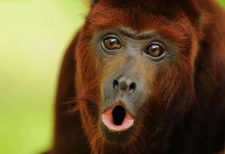 Quiero un mono rojo!!