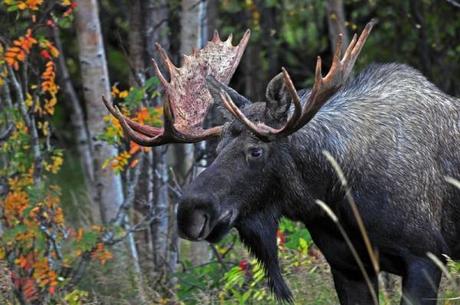 Alaska tours_Bull moose.Roy Neese