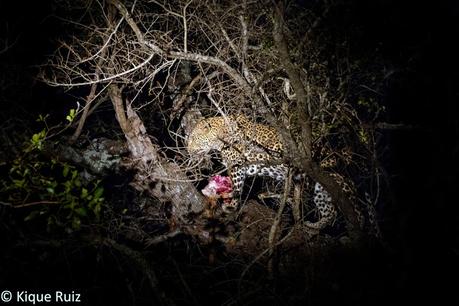 Fotografía nocturna de fauna en Sudafrica