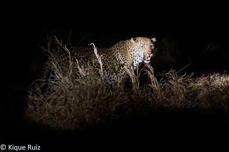 Fotografía nocturna de fauna en Sudafrica