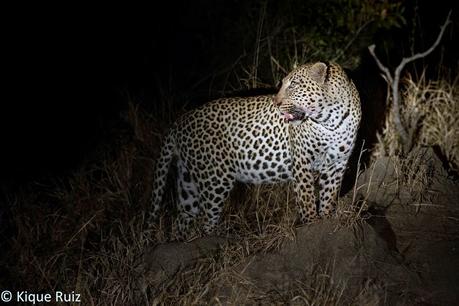 Fotografía nocturna de fauna en Sudafrica