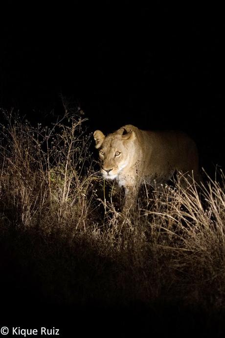 Fotografía nocturna de fauna en Sudafrica