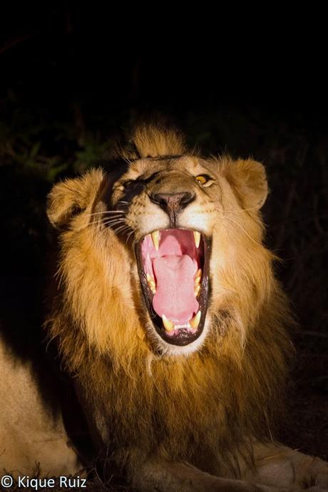 Fotografía nocturna de fauna en Sudafrica