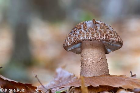 Macro 2015 (setas) Macro 2015 (setas)