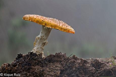 Macro 2015 (setas) Macro 2015 (setas)