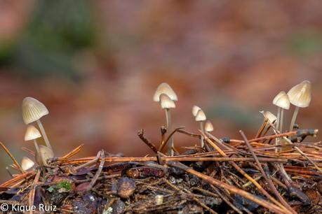 Macro 2015 (setas) Macro 2015 (setas)