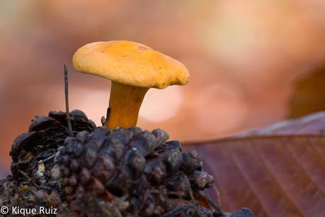 Macro 2015 (setas) Macro 2015 (setas)