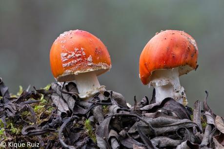 Macro 2015 (setas) Macro 2015 (setas)