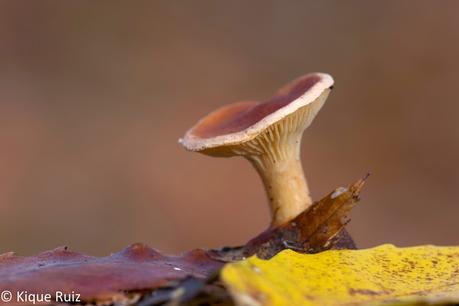 Macro 2015 (setas) Macro 2015 (setas)