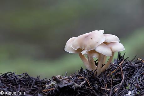 Macro 2015 (setas) Macro 2015 (setas)