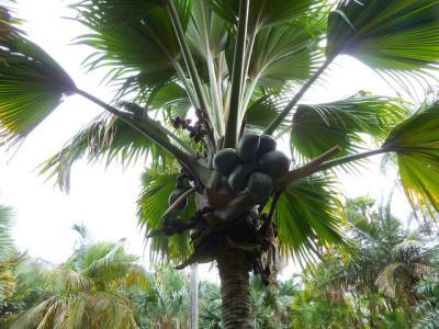 Palmera Lodoicea maldivica . Créditos: Flikr wlcutler