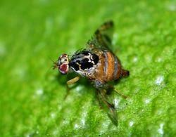 La mosca de la fruta no se saldrá con la suya.