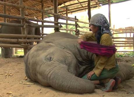 Mujer canta canción de cuna a elefante rescatado y mira lo que pasa después