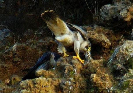 CONTINÚAN UN PAR DE RAREZAS EN LAS MARISMAS DE SANTOÑA