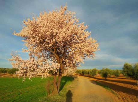 almendros en flor Nambroca