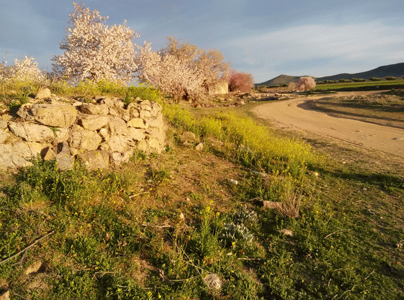 Los almendros en flor de Nambroca.