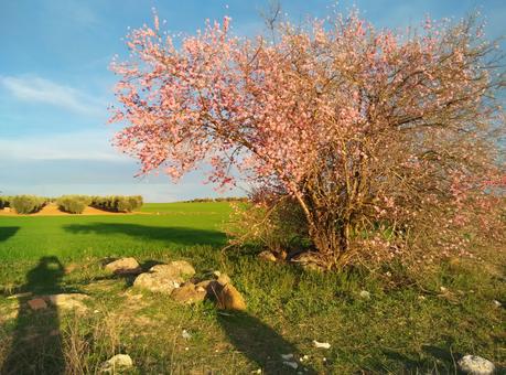 almendros en flor Nambroca