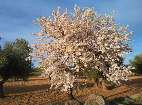 almendros en flor Nambroca