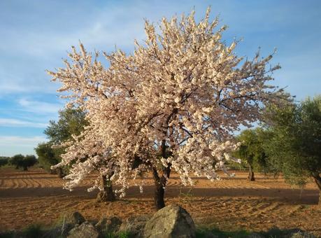 almendros en flor