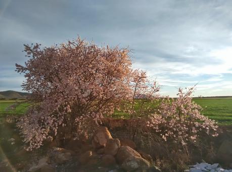 almendros en flor Nambroca