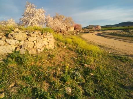 almendros en flor Nambroca