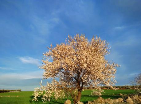 almendros en flor Nambroca
