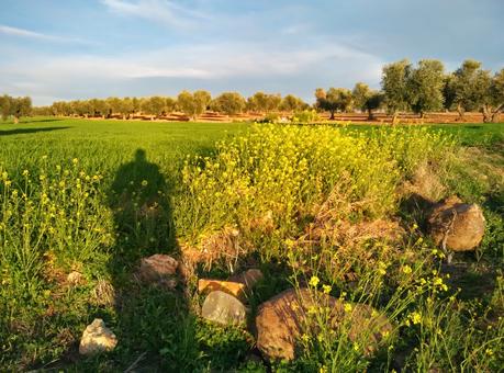 Los almendros en flor de Nambroca.