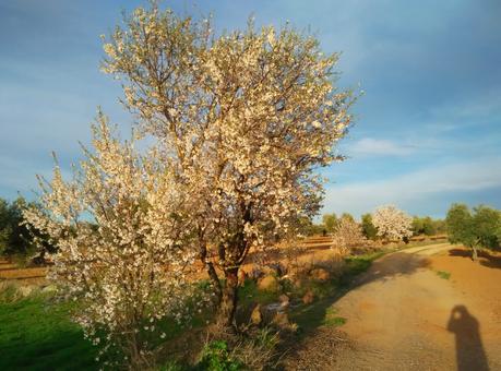 almendros en flor Nambroca