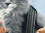 Llegó Primavera pelaje Gato