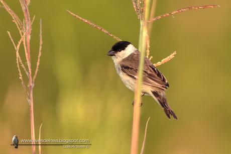 Capuchino boina negra (Pearly-bellied Seedeater) Sporophila pileata