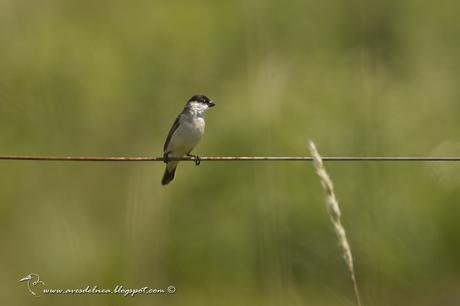 Capuchino boina negra (Pearly-bellied Seedeater) Sporophila pileata