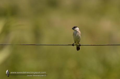 Capuchino boina negra (Pearly-bellied Seedeater) Sporophila pileata