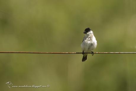 Capuchino boina negra (Pearly-bellied Seedeater) Sporophila pileata
