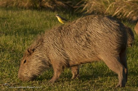 Picabuey (Cattle Tyrant) Machetornis rixosa
