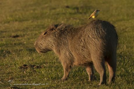 Picabuey (Cattle Tyrant) Machetornis rixosa