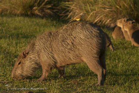 Picabuey (Cattle Tyrant) Machetornis rixosa