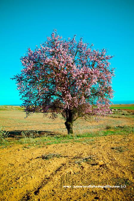 La primavera en Alcalá del Júcar