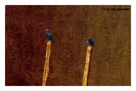 A veces algo de vida por los caminos