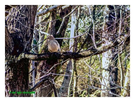 A veces algo de vida por los caminos
