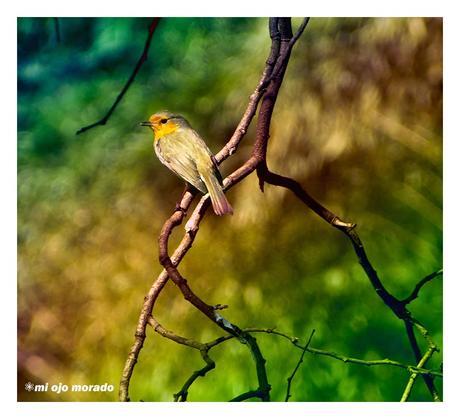 A veces algo de vida por los caminos