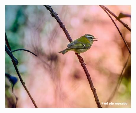 A veces algo de vida por los caminos