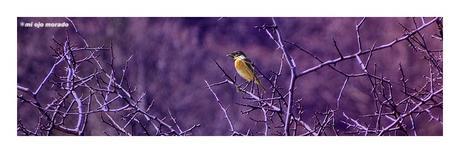 A veces algo de vida por los caminos