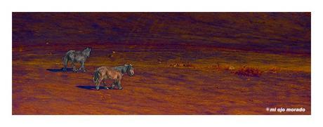 A veces algo de vida por los caminos