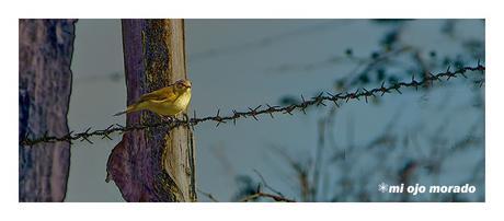 A veces algo de vida por los caminos