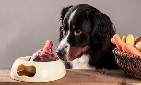 Dieta BARF: Alimentación cruda biológicamente equilibrada Bernese Mountain Dog