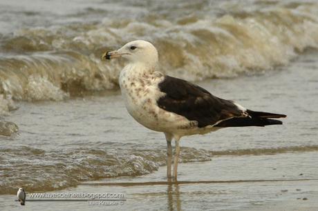 Gaviota cocinera (Kelp Gull) Larus dominicanus