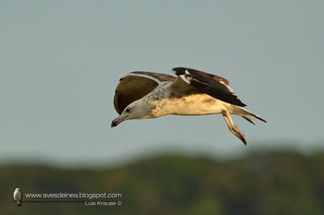 Gaviota cocinera (Kelp Gull) Larus dominicanus