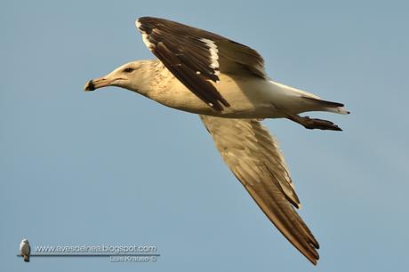 Gaviota cocinera (Kelp Gull) Larus dominicanus