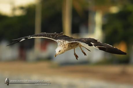 Gaviota cocinera (Kelp Gull) Larus dominicanus