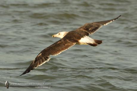 Gaviota cocinera (Kelp Gull) Larus dominicanus